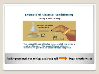 Pavlov presented food to dogs and rang bell

Dogs’ mouths water

 