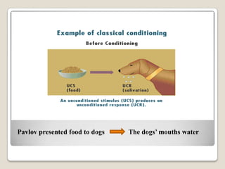 Pavlov presented food to dogs

The dogs’ mouths water

 
