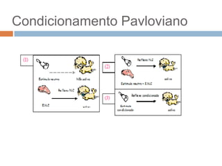 Condicionamento Pavloviano

 