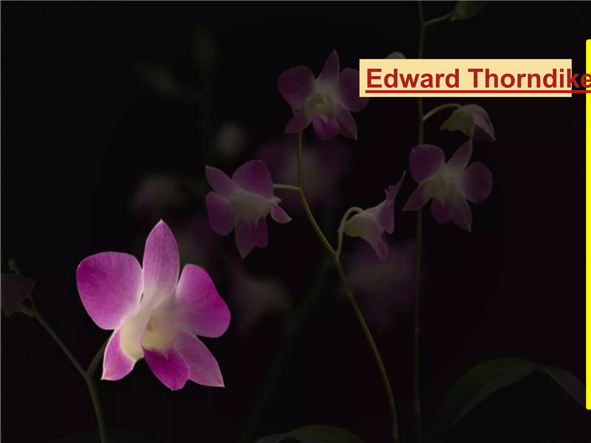 Edward Thorndike
 
