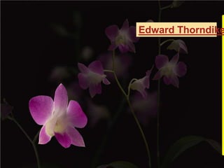 Edward Thorndike
 