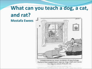 What can you teach a dog, a cat, and rat? Mostafa Ewees 