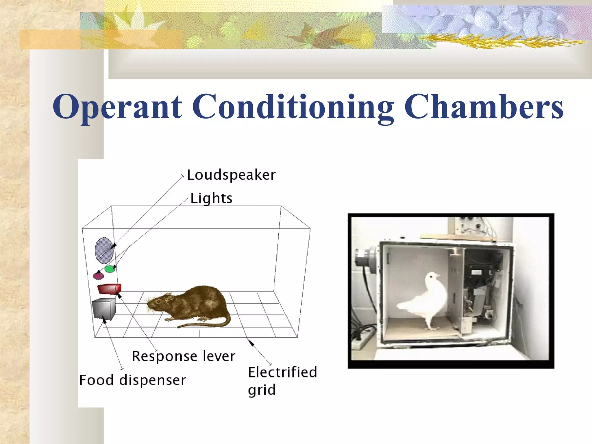 Operant Conditioning Chambers
 