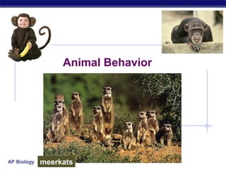 AP Biology
Animal Behavior
meerkats
 