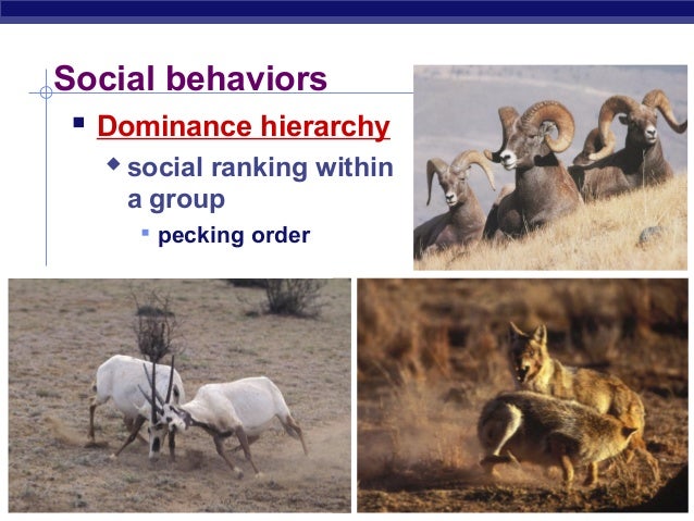 examples of dominance hierarchy in animals