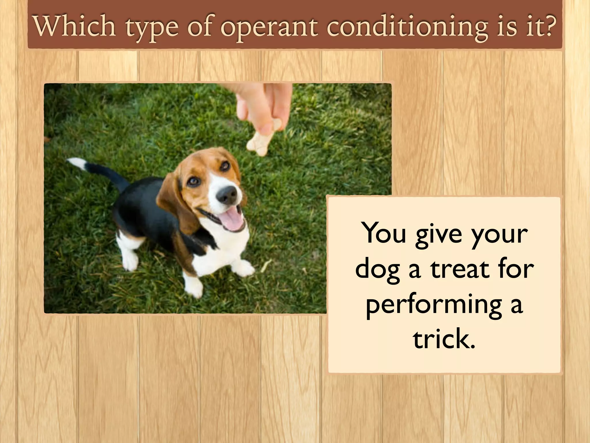 Which type of operant conditioning is it?
You give your 	

dog a treat for
performing a 	

trick.
 
