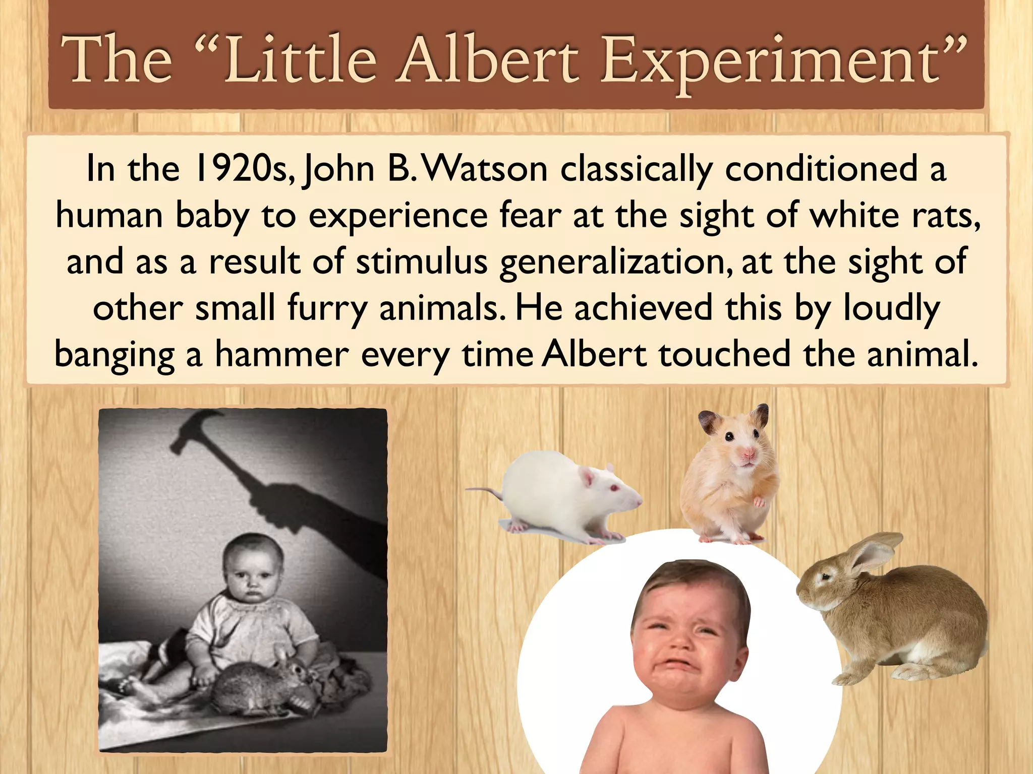 The “Little Albert Experiment”
In the 1920s, John B.Watson classically conditioned a
human baby to experience fear at the sight of white rats,
and as a result of stimulus generalization, at the sight of
other small furry animals. He achieved this by loudly
banging a hammer every time Albert touched the animal.
 