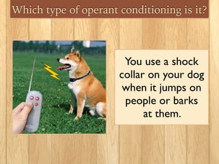 Which type of operant conditioning is it?
You use a shock
collar on your dog
when it jumps on
people or barks
at them.
 