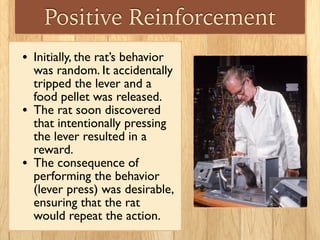 Positive Reinforcement
• Initially, the rat’s behavior
was random. It accidentally
tripped the lever and a
food pellet was released.	

• The rat soon discovered
that intentionally pressing
the lever resulted in a
reward.	

• The consequence of
performing the behavior
(lever press) was desirable,
ensuring that the rat
would repeat the action.
 