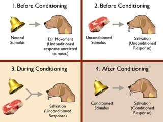 1. Before Conditioning 2. Before Conditioning
3. During Conditioning 4. After Conditioning
Neutral 	

Stimulus
Ear Movement	

(Unconditioned 	

response unrelated 	

to meat.)
Unconditioned 	

Stimulus
Salivation	

(Unconditioned 	

Response)
Salivation	

(Unconditioned 	

Response)
Salivation	

(Conditioned 	

Response)
Conditioned 	

Stimulus
 