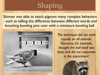 Shaping
Skinner was able to teach pigeons many complex behaviors
- such as telling the difference between different words and
knocking bowling pins over with a miniature bowling ball.
The technique did not work
equally on all animals.
Raccoons, for example,
thought the ball itself was
food, and did not cooperate
in the experiment!
 