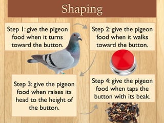 Shaping
Step 1: give the pigeon
food when it turns
toward the button.
Step 3: give the pigeon
food when raises its
head to the height of
the button.
Step 2: give the pigeon
food when it walks
toward the button.
Step 4: give the pigeon
food when taps the
button with its beak.
 