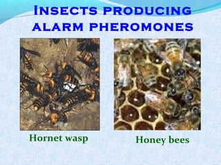 Insects producing
alarm pheromones
Hornet wasp Honey bees
 