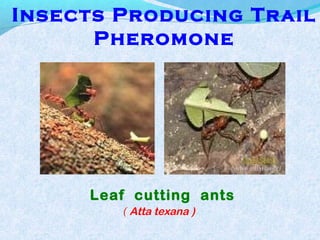 Insects Producing Trail
Pheromone
Leaf cutting ants
( Atta texana )
 