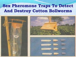 Sex Pheromone Traps To Detect
And Destroy Cotton Bollworms
 