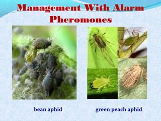 bean aphid green peach aphid
Management With Alarm
Pheromones
 