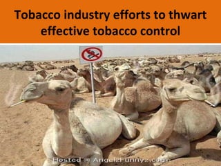 Tobacco industry efforts to thwart
    effective tobacco control
 