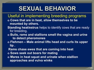 Behaviour and sense organs cattle | PPTX