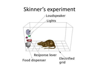 Skinner’s experiment
 