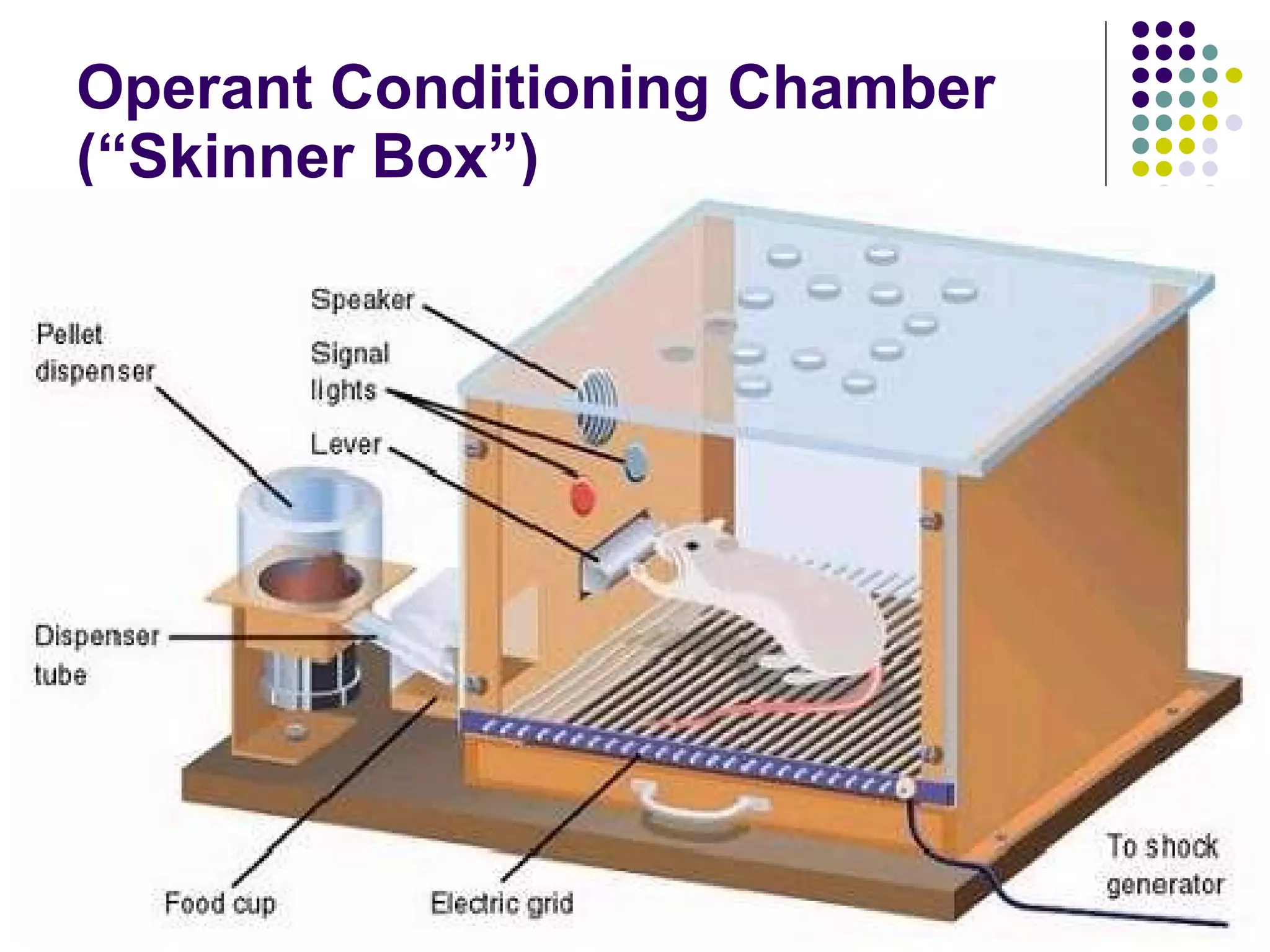 Operant Conditioning Chamber (“Skinner Box”) 