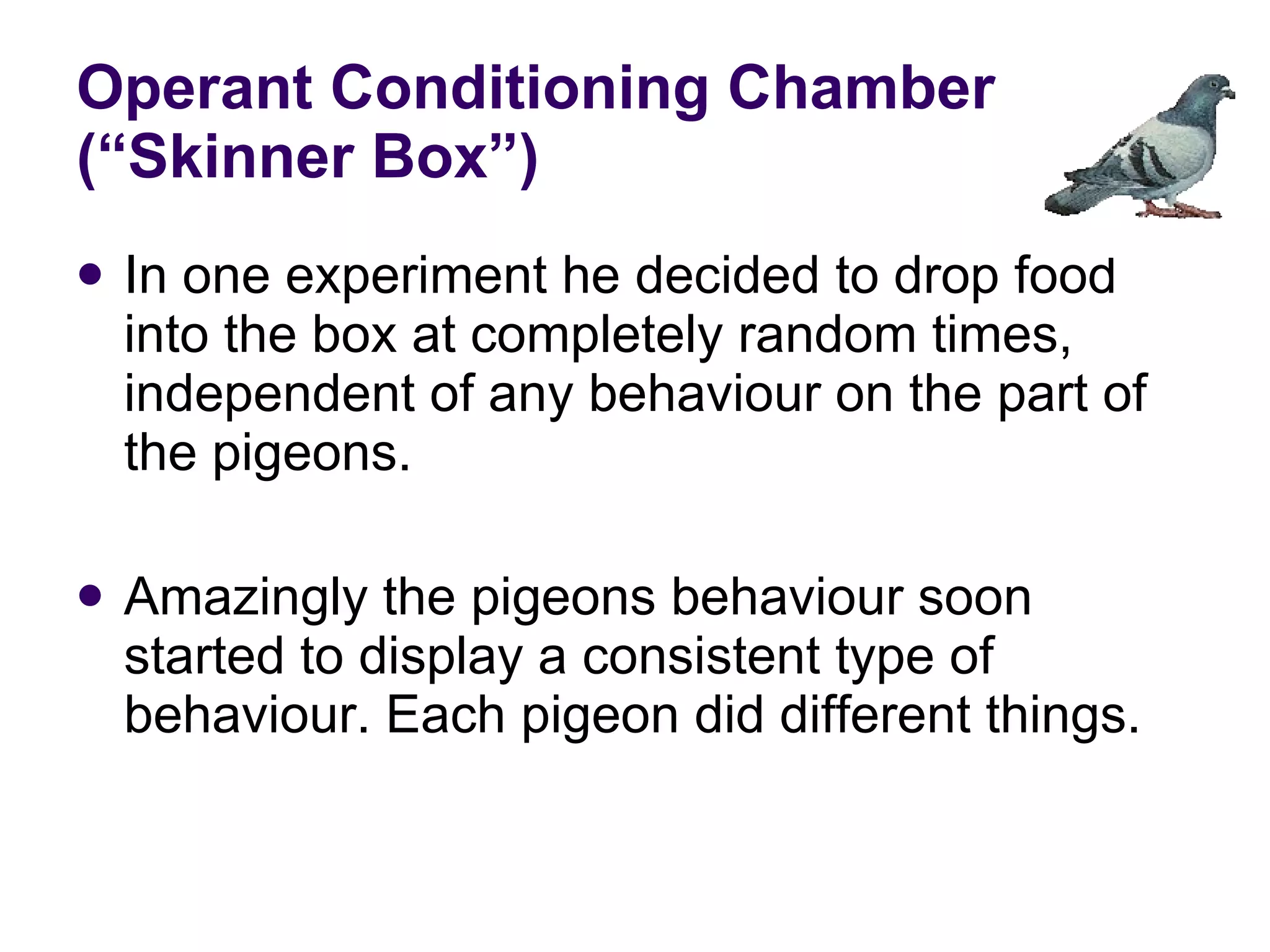 Operant Conditioning Chamber (“Skinner Box”) In one experiment he decided to drop food into the box at completely random times, independent of any behaviour on the part of the pigeons.  Amazingly the pigeons behaviour soon started to display a consistent type of behaviour. Each pigeon did different things. 