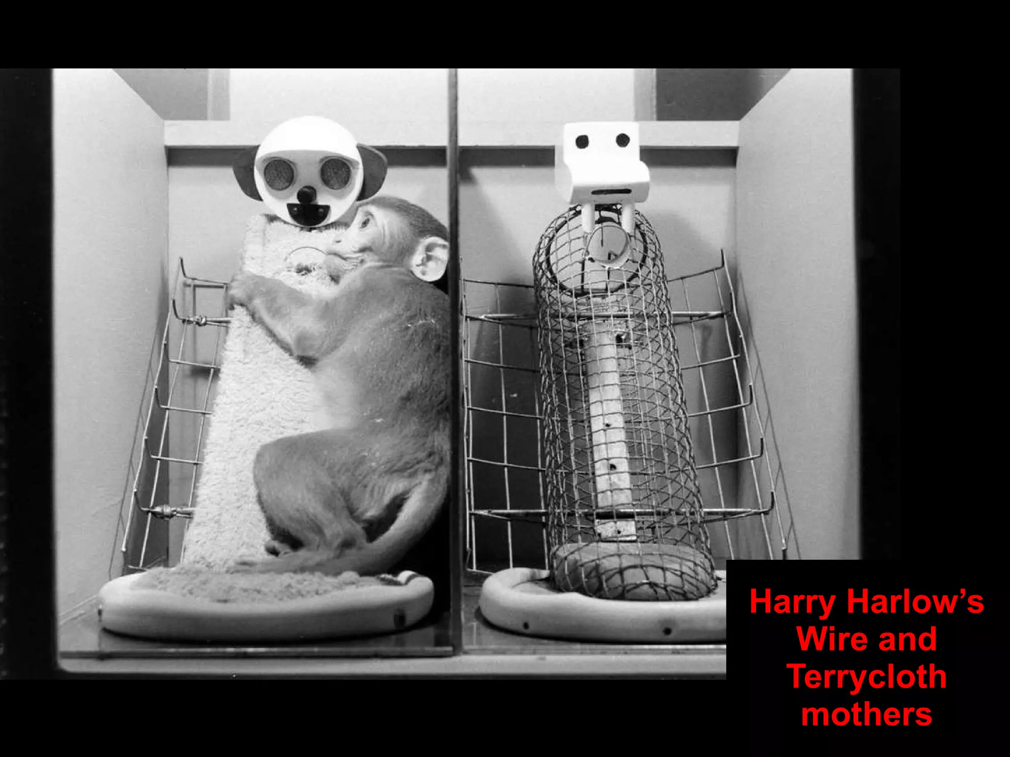 Harry Harlow’s Wire and Terrycloth mothers 