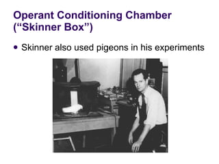 Operant Conditioning Chamber (“Skinner Box”) Skinner also used pigeons in his experiments 