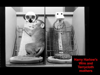 Harry Harlow’s Wire and Terrycloth mothers 