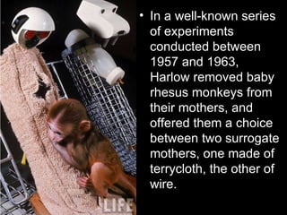 In a well-known series of experiments conducted between 1957 and 1963, Harlow removed baby rhesus monkeys from their mothers, and offered them a choice between two surrogate mothers, one made of terrycloth, the other of wire. 