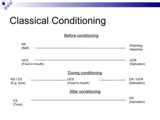 Classical Conditioning Before conditioning During conditioning After conditioning NS (Bell) Orienting response UCS (Food in mouth) UCR  (Salivation) NS / CS (E.g. tone) UCS (Food in mouth) CR / UCR (Salivation) CS (Tone) CR (Salivation) 