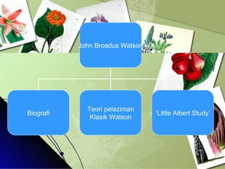 John Broadus Watson Biografi Teori   pelaziman Klasik  Watson ‘Little Albert Study’ 