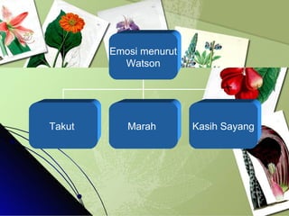 Emosi menurut Watson Takut  Marah  Kasih Sayang 