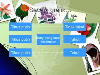 Secara grafik… Tikus putih Tidak takut Tikus putih Bunyi yang kuat  dilazimkan Takut Tikus putih Takut 
