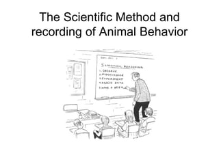 The Scientific Method and
recording of Animal Behavior
 