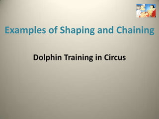 Examples of Shaping and Chaining

      Dolphin Training in Circus
 