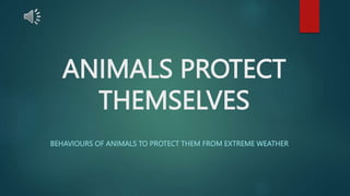 ANIMALS PROTECT
THEMSELVES
BEHAVIOURS OF ANIMALS TO PROTECT THEM FROM EXTREME WEATHER
 