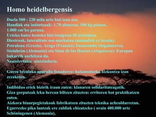 Homo heidelbergensis
Duela 500 - 220 mila urte bizi izan zen.
Handiak eta indartsuak: 1,70 altueran, 100 kg pisuan.
1.000 cm³ko garuna.
Urteko batez besteko bizi iraupena 30 urtetakoa.
Diestroak, lateralitate oso markatua (animaliek ez bezala).
Petralona (Grecia), Arago (Francia), Swascombe (Ingalaterra),
Steinheim (Alemania) eta Sima de los Huesos (Atapuerca): Europan
bakarrik aurkitzen da.
Neandertalen aintzindaria.
Gurea bezalako aparailu fonadorea: halamoduzko hizkuntza izan
zezaketen.
Indibiduo eriek bizirik iraun zuten: klanaren solidaritateagatik.
Giza gorputzak leku berean biltzen zituzten: erritoren bat praktikatzen
zuten.
Aizkora biaurpegietakoak fabrikatzen zituzten teknika acheuldarretan.
Egurrezko pika lantzak ere zaldiak ehizatzeko ( orain 400.000 urte
Schöningenen (Alemania),
 