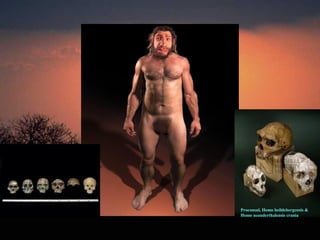 Proconsul, Homo heildebergensis &
Homo neanderthalensis crania
 
