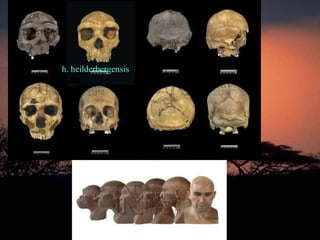 h. heilderbergensis
 