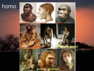 homo
habilis ergaster erectus
antecessor heilderbergensis
neanderthalensis
 