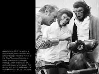 A real chimp, Kelly, is getting a
human-style plastic nose for his
role in "Escape from the Planet of
the Apes" because hi...