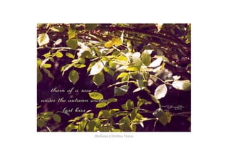 Steliana Cristina Voicu
 