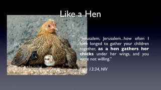 Like a Hen
“Jerusalem, Jerusalem...how often I
have longed to gather your children
together, as a hen gathers her
chicks under her wings, and you
were not willing.”
Luke 13:34, NIV
 