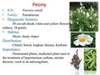Native Plants of Pakistan Slide 15