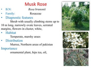 Native Plants of Pakistan Slide 18
