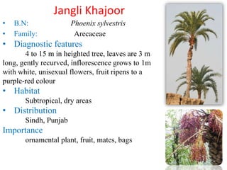 Native Plants of Pakistan Slide 32