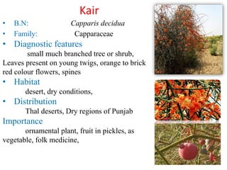 Native Plants of Pakistan Slide 33