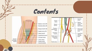 CUBITAL FOSSA Anatomy and it's clinical relevance | PPT