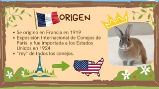 Razas de Conejos para Producción: Características, Usos y Cuidados | PDF