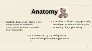 5
Anatomy
Anatomy
Carotid body is a small, reddish-brown,
oval structure, located in the
posteromedial aspect of the carotid
artery bifurcation.
It receives its blood supply primarily
from the external carotid artery via
ascending pharyngeal artery.
It is innervated by the hering nerve,
branch of the glossopharyngeal nerve
IX.
 